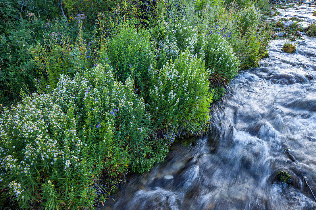 Wildflowers in bloom at Cascade Springs on Mt. Timpanogos in the Uinta National Forest in Utah.