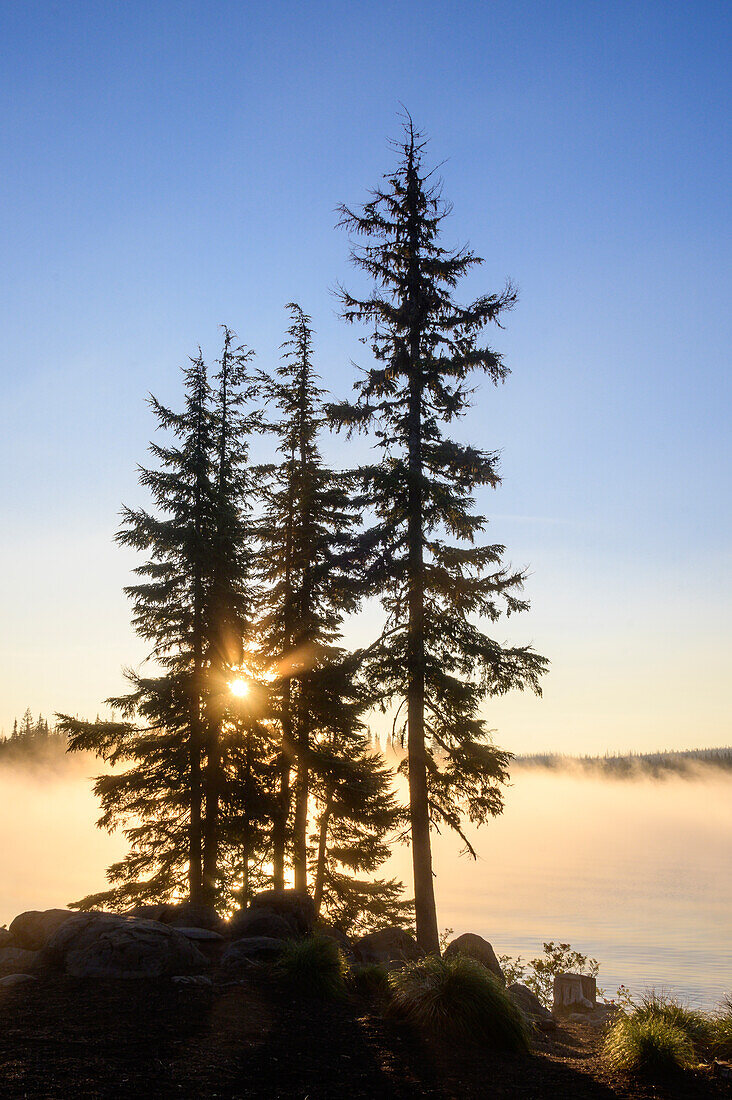 Douglas fir trees and fog over Big Lake at sunrise; Cascade Mountains, Oregon.
