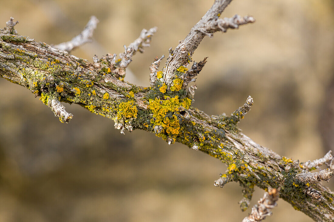 Colorful foliose lichens on a tree branch in the desert in Sego Canyon near Thompson, Utah.