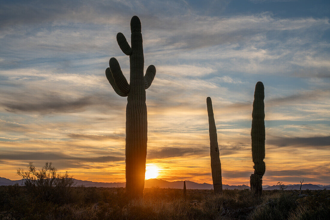 Saguaro-Kaktus bei Sonnenuntergang über den Dome Rock Mountains in der Sonoran-Wüste bei Quartzsite, Arizona