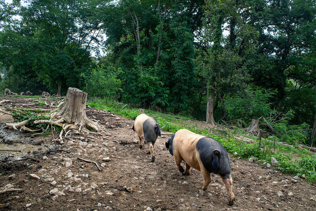 Frankreich, Pyrenees Atlantiques, Baskenland, Aldudes-Tal, Uronako Borda, Zucht von schwarzen baskischen Schweinen für die Herstellung von Kintoa AOC-Schinken, junge Sau