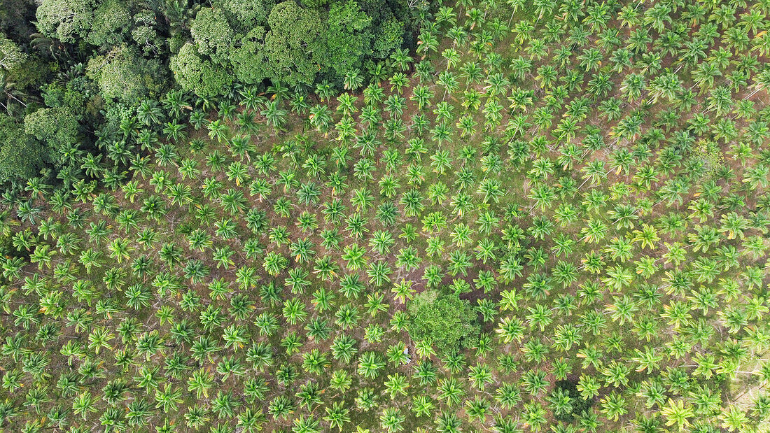 The panoramic view of a chontaduro fruit crop