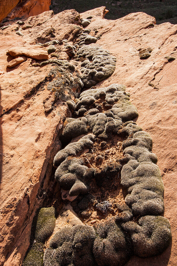 Wüstenmoos auf Sandstein in der Nähe von Moab, Utah