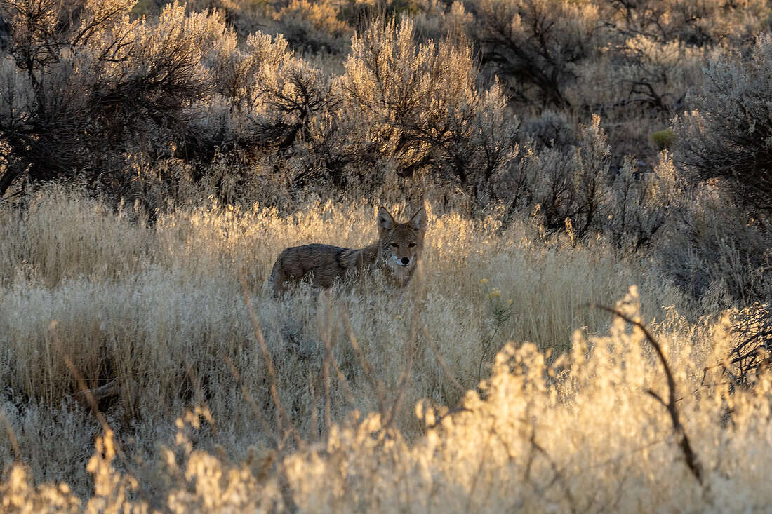 Ein wilder Kojote, Canis latrans, steht im Gras bei den Ruinen im Hovenweep National Monument in Utah