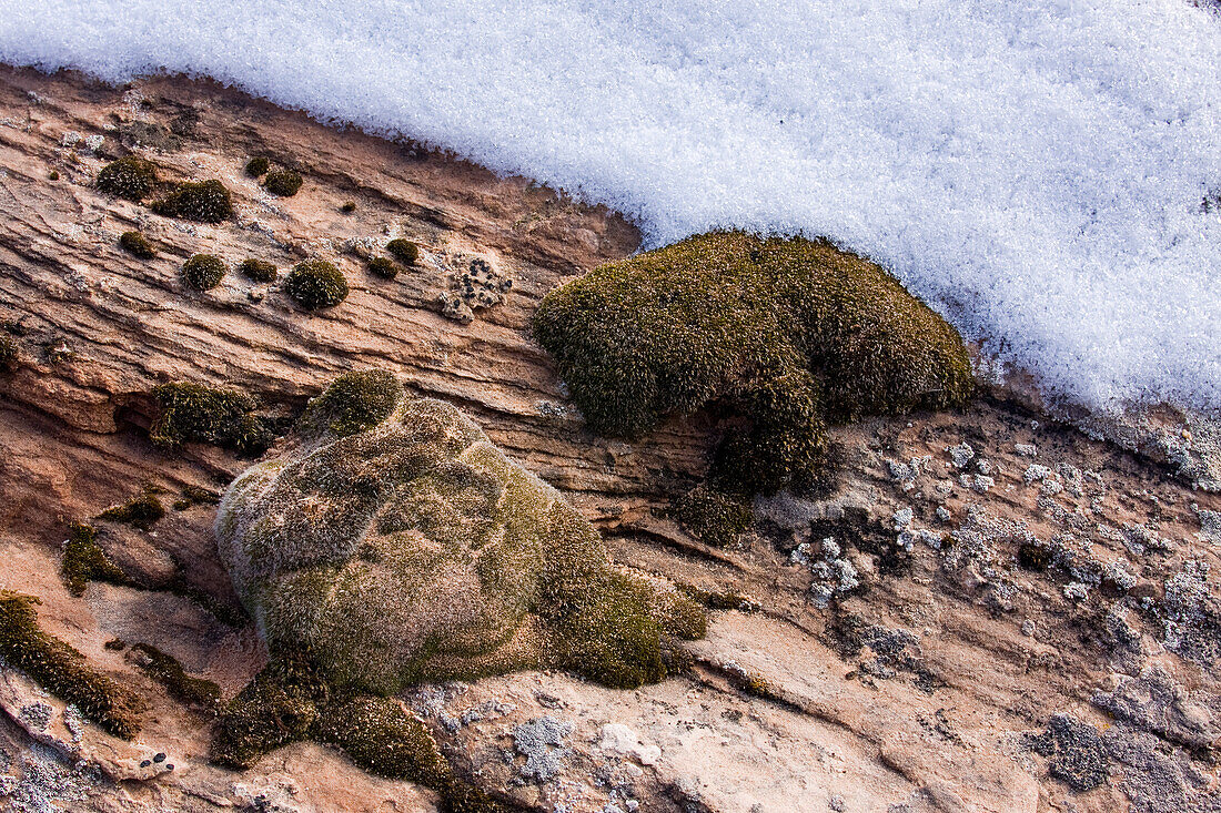 Wüstenmoos und Krustenflechten auf Sandstein mit Schnee im Canyonlands-Nationalpark, in der Nähe von Moab, Utah