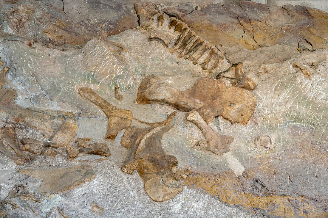 Teilweise ausgegrabene Dinosaurierknochen an der Wall of Bones in der Quarry Exhibit Hall, Dinosaur National Monument, Utah