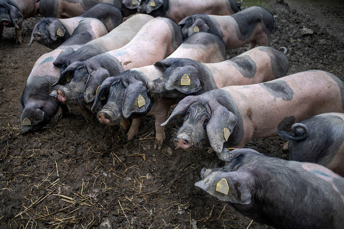 Frankreich, Pyrenäen Atlantiques, Baskenland, Aldudes-Tal, Uronako Borda Zucht von schwarzen baskischen Schweinen für die Herstellung von Kintoa AOC-Schinken, junge Sau