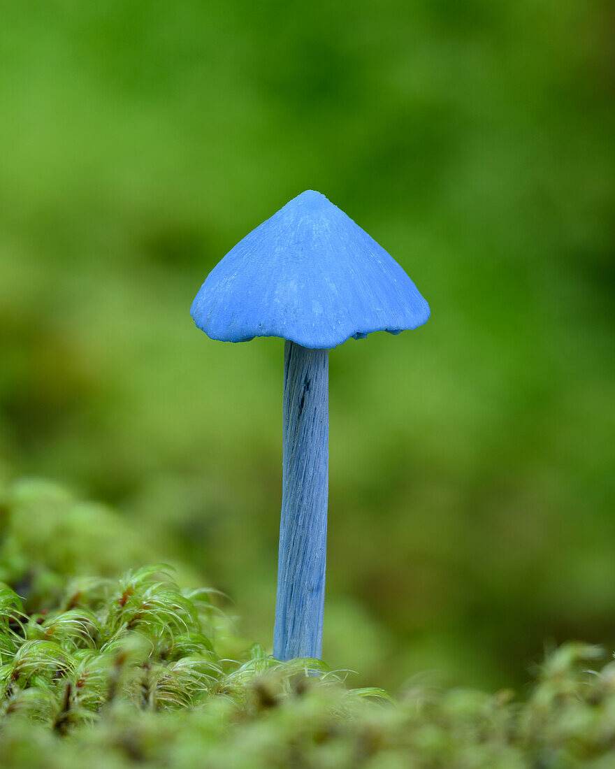 The blue mushroom Entoloma hochstetteri native to the rainforests of New Zealand, known to the Maori as werewere-kokako.