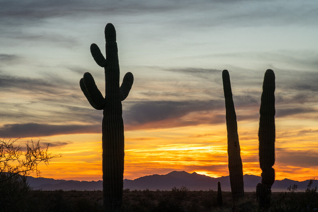 Saguaro-Kaktus bei Sonnenuntergang über den Dome Rock Mountains in der Sonoran-Wüste bei Quartzsite, Arizona