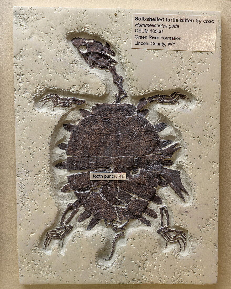 Fossil einer Weichschildkröte, Hummelichelys gutta, im USU Eastern Prehistoric Museum in Price, Utah. Zahnlöcher im Panzer weisen darauf hin, dass sie von einem Krokodil gebissen wurde.