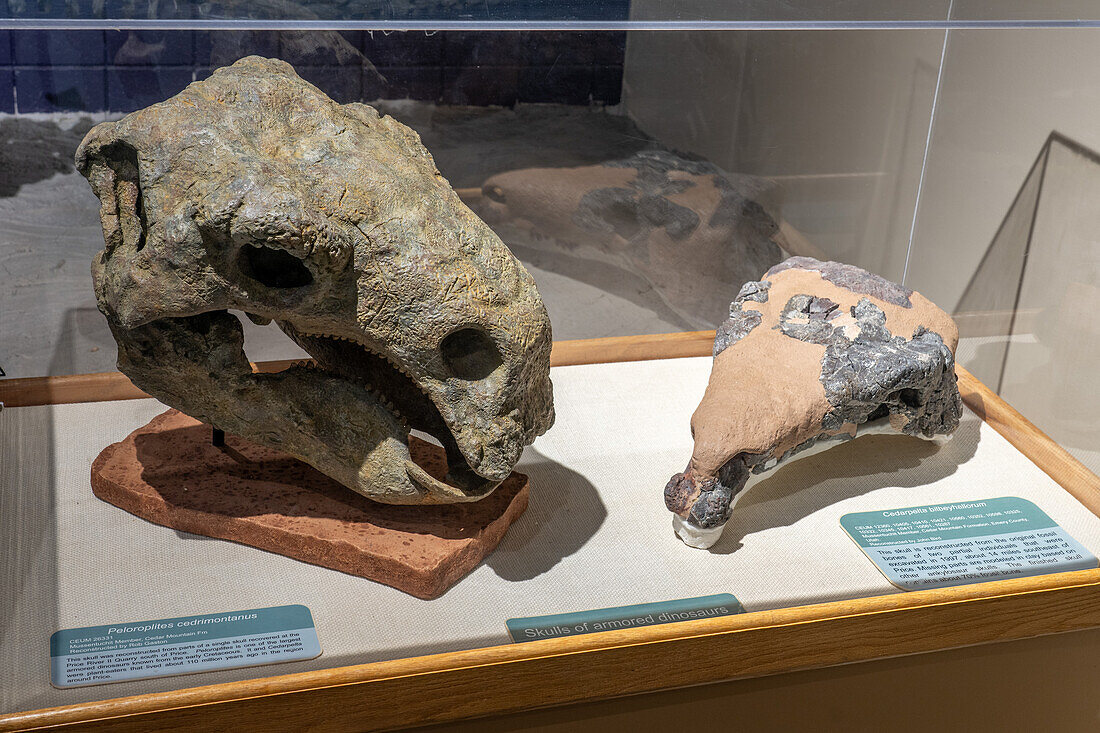 Reconstructed skulls of two different armor-plated ankylosaurian dinosaurs. Prehistoric Museum, Price, Utah.