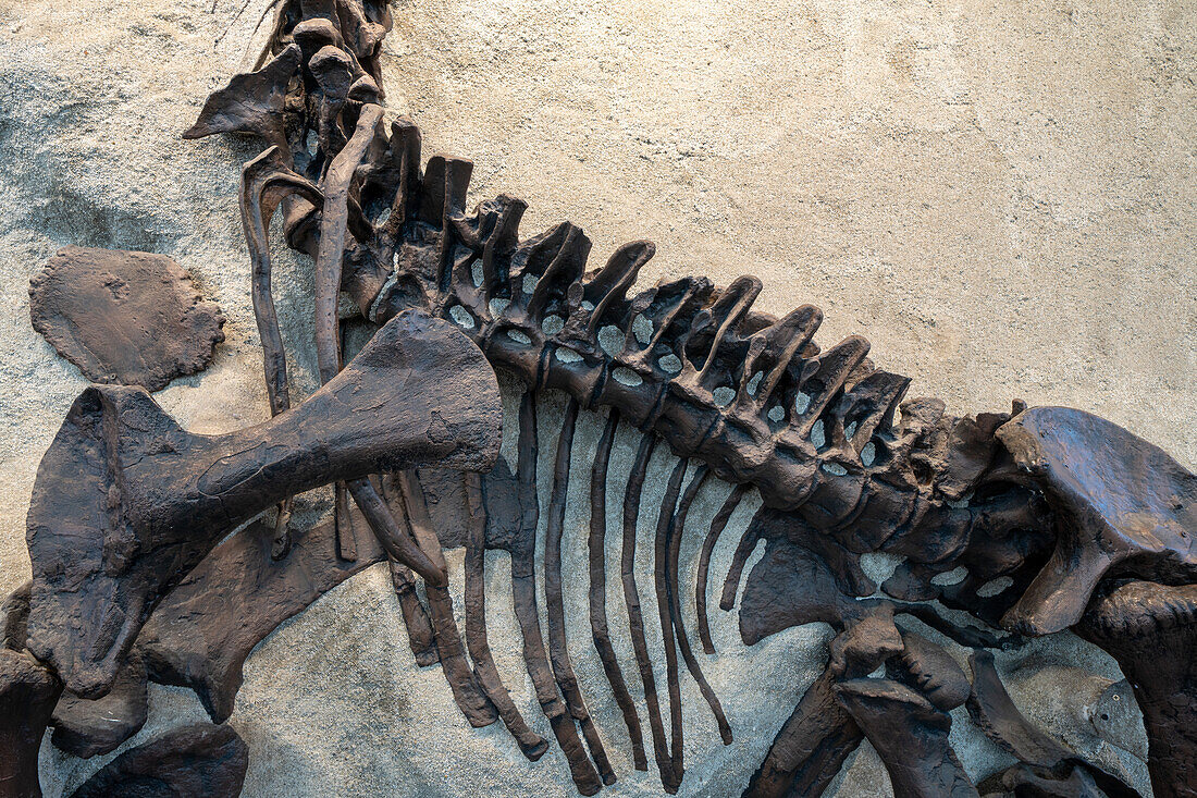 Versteinertes Skelett eines jungen Camarasaurus in der Quarry Exhibit Hall des Dinosaur National Monument in Utah. Dies ist das vollständigste Sauropodenskelett, das je gefunden wurde.