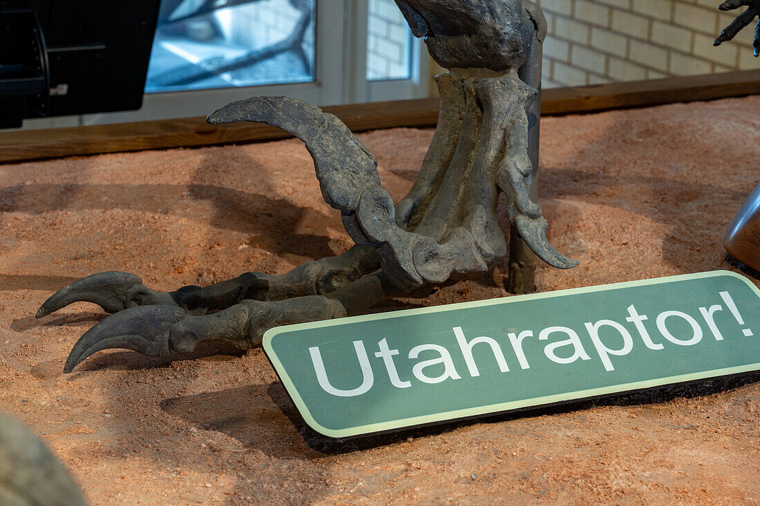 Killing claw or ungual of Utahraptor, Utahraptor ostrommaysi, in the USU Eastern Prehistoric Museum in Price, Utah.