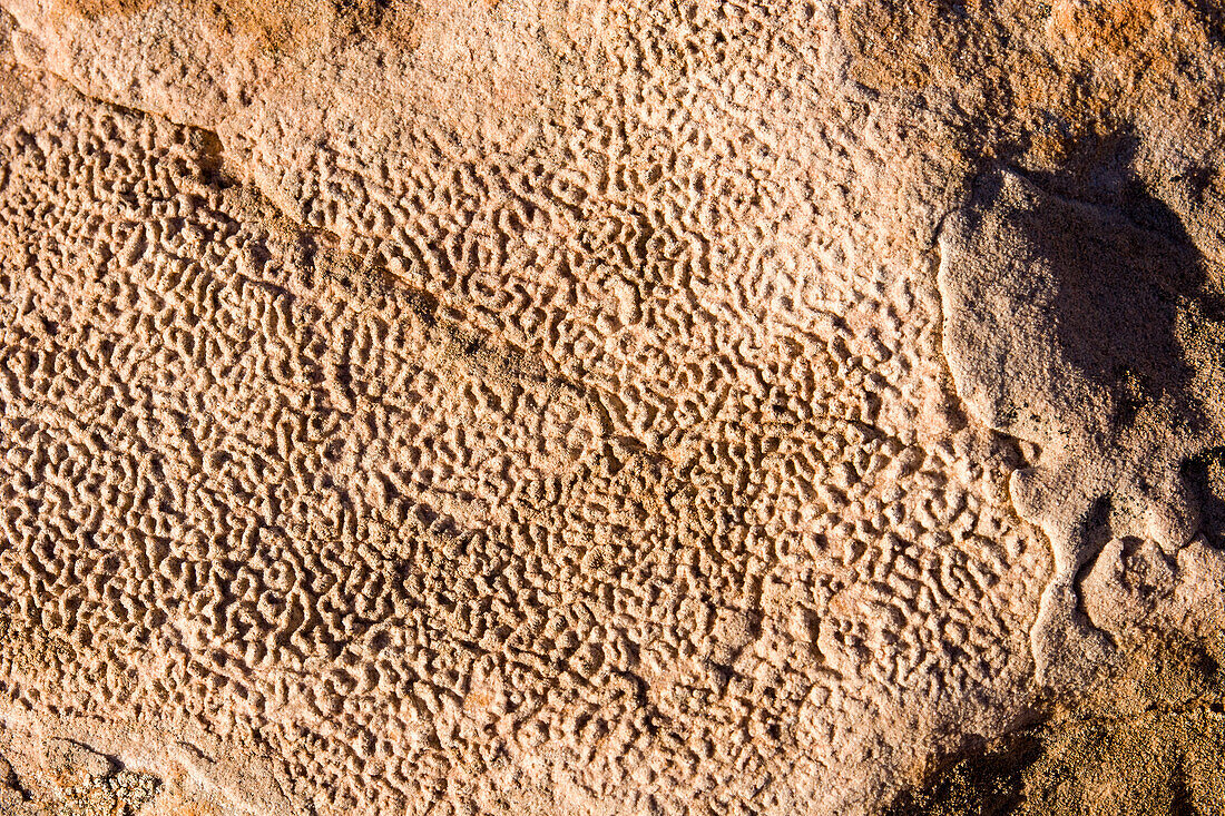 Krustenflechten bilden ein Muster auf einem Sandsteinfelsen in der Wüste bei Moab, Utah