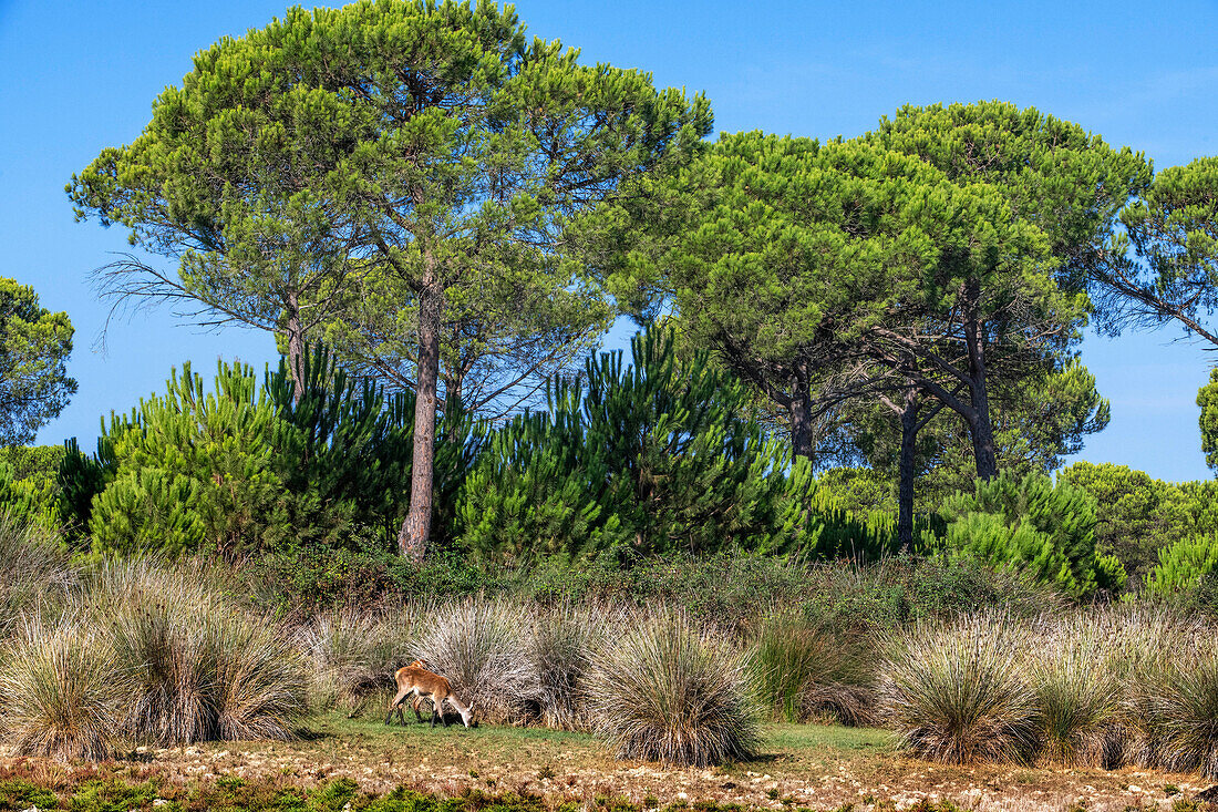 Cervus elaphus hispanicus deer in Parque Nacional de Doñana National Park, Almonte, Huelva province, Region of Andalusia, Spain, Europe