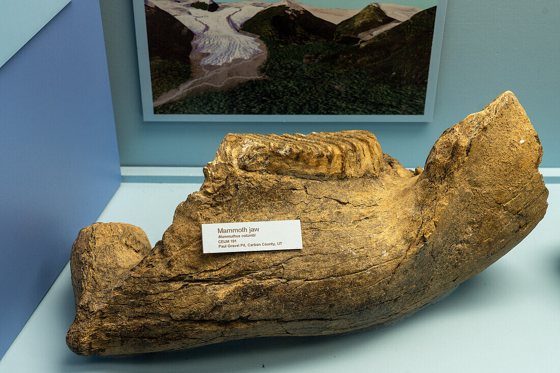 Fragment eines versteinerten Kieferknochens eines kolumbianischen Mammuts im USU Eastern Prehistoric Museum, Price, Utah