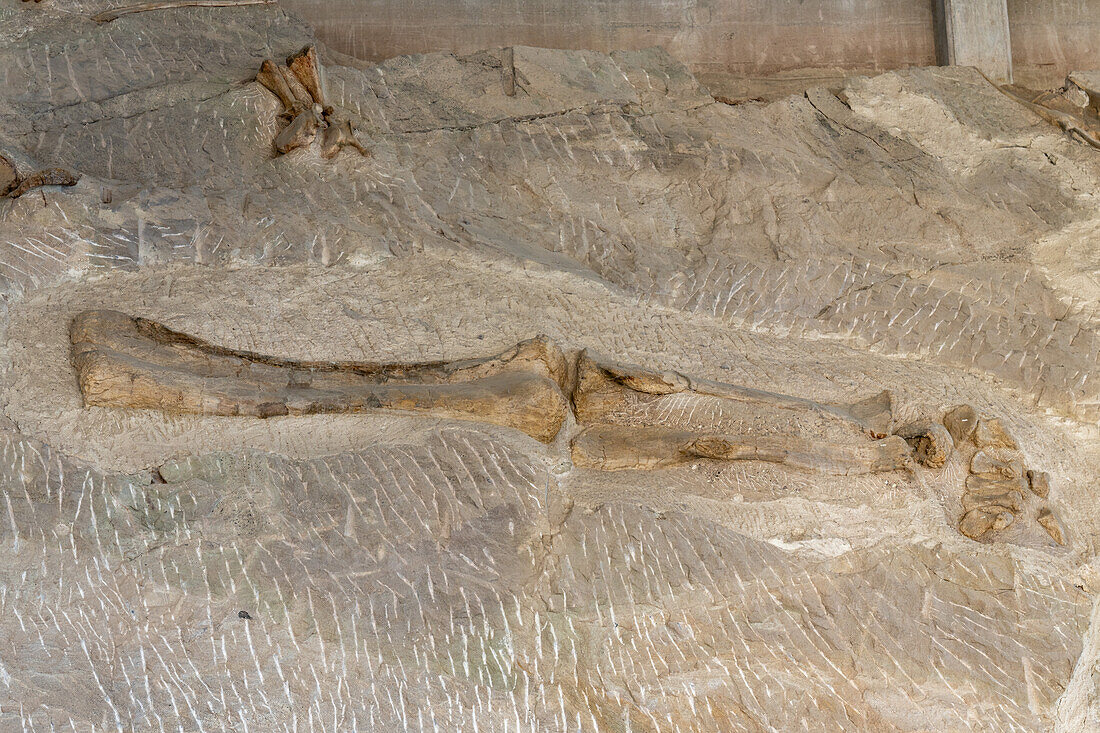 Teilweise ausgegrabene Dinosaurierknochen eines Sauropoden an der Wall of Bones in der Quarry Exhibit Hall, Dinosaur National Monument, Utah