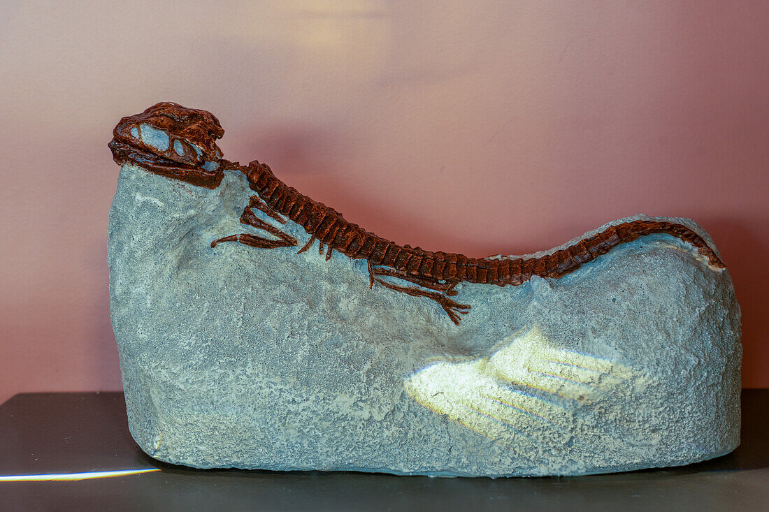 Fossilized skeleton of a small crocodile, Hoplosuchus kayi, in the Quarry Exhibit Hall of Dinosaur National Monument, Utah.