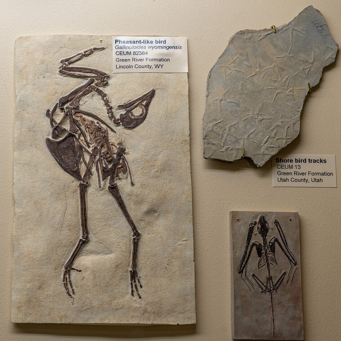 Fossil eines fasanenartigen Vogels, Gallinuloides wyomingensis, im USU Eastern Prehistoric Museum in Price, Utah