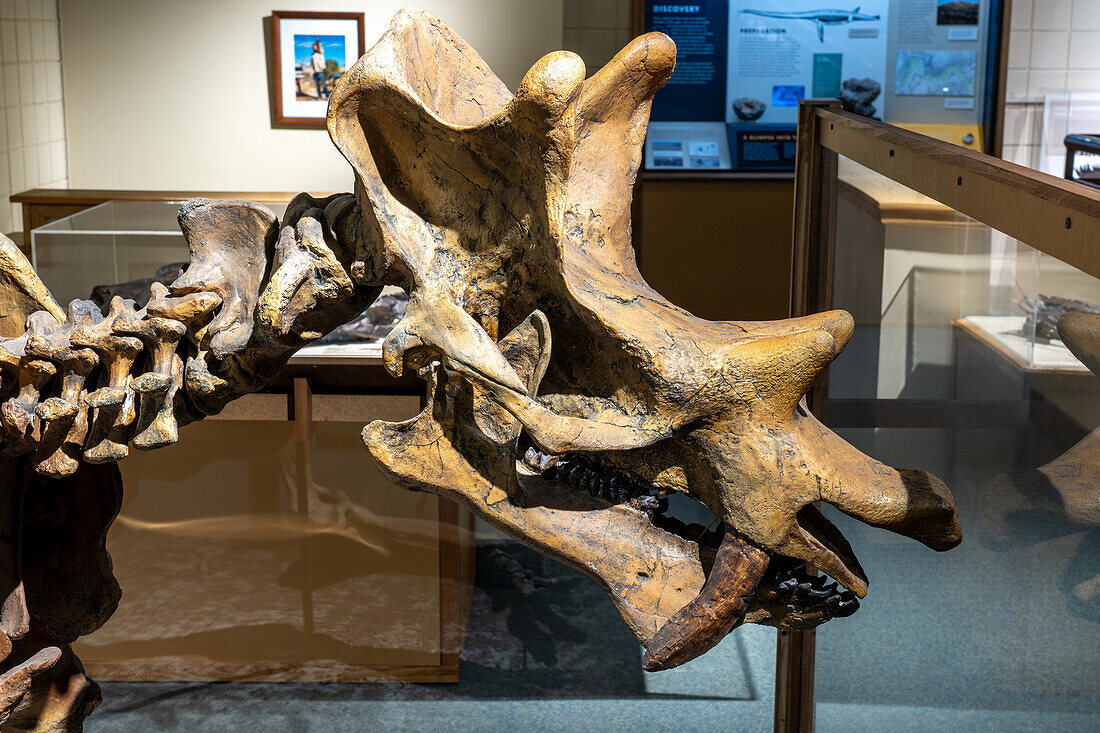 Skeleton cast of Uintatherium anceps, a rhinoceros-like mammal, in the USU Eastern Prehistoric Museum in Price, Utah.