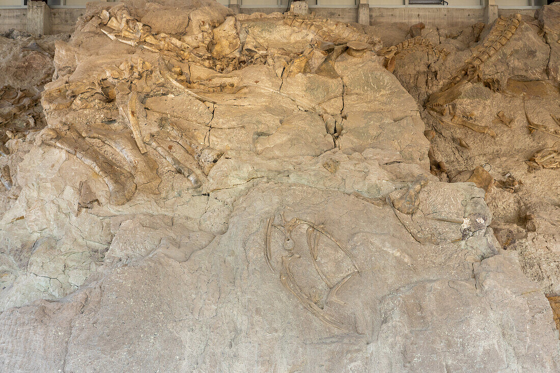 Partially-excavated dinosaur bones on the Wall of Bones in the Quarry Exhibit Hall, Dinosaur National Monument, Utah.