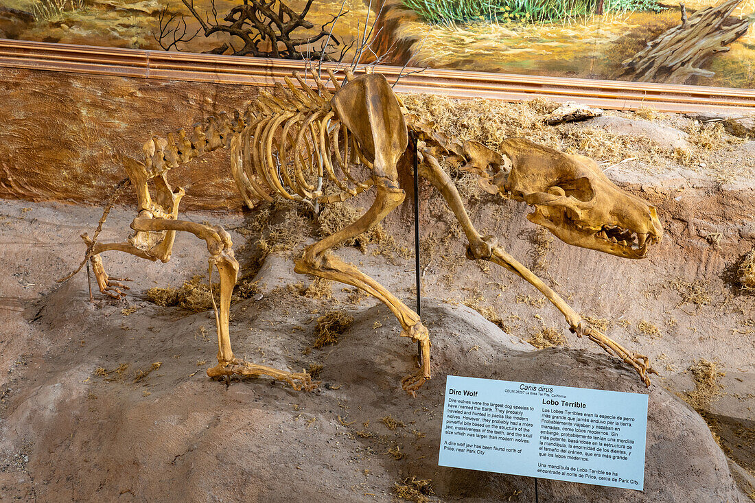 Skeleton of a Dire Wolf, Canis dirus, in the USU Eastern Prehistoric Museum in Price, Utah. The Dire Wolf was the largest species of dog ever to live on Earth.