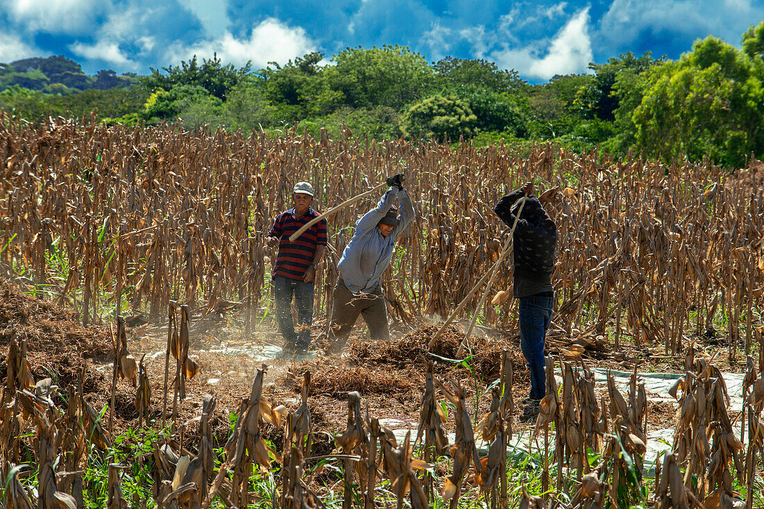 Arbeiter in einem Maisfeld in Izalco, Cerro Verde National Park. Das grüne Tal und die kleinen Häuser zwischen den Vulkanen von Santa Ana, Izalco und Cerro Verde, El Salvador