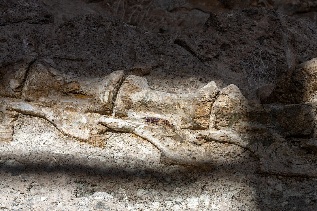 Große, teilweise ausgegrabene Dinosaurierknochen an der Wall of Bones in der Quarry Exhibit Hall, Dinosaur National Monument, Utah