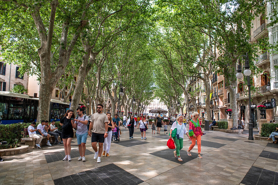 Bars and restaurants in Paseo del Borne or Paseo del Borne, Passeig des Born promenade, Palma de Majorca, Majorca, Balearic Islands, Spain