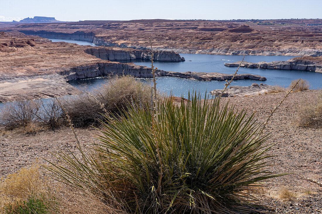 A desert yucca plant in front of Lake Powell in the Glen Canyon National Recreation Area, Arizona.