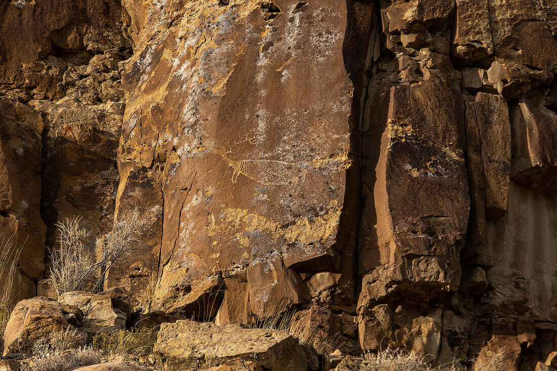 A pre-Hispanic Native American petroglyph rock art panel depicting a large elk in Nine Mile Canyon in Utah.