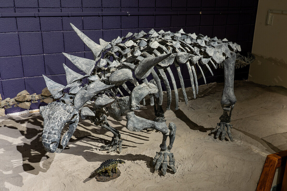 Reconstructed skeleton of an Animantarx ramaljonesi, an armor-plated ankylosaurian nodosaur. Prehistoric Museum, Price, Utah.