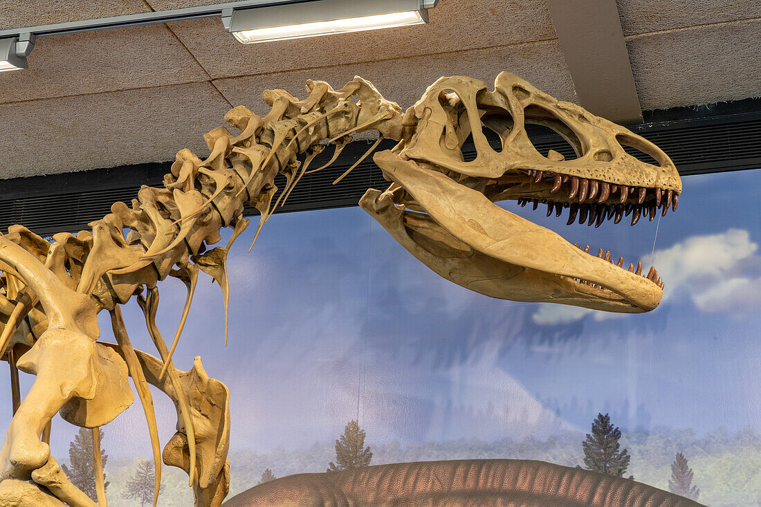 Detail des Schädels und Halses eines Allosaurus fragilis in der Quarry Exhibit Hall im Dinosaur National Monument in Utah