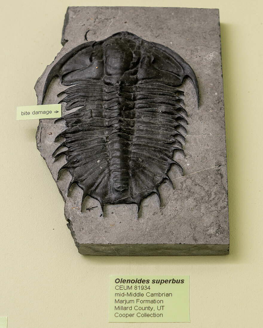 Fossil eines Trilobiten, Olenoides superbus, im USU Eastern Prehistoric Museum in Price, Utah