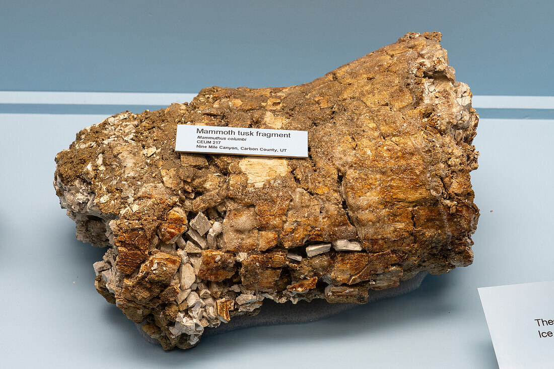 Fragment eines versteinerten Stoßzahns eines kolumbianischen Mammuts im USU Eastern Prehistoric Museum in Price, Utah