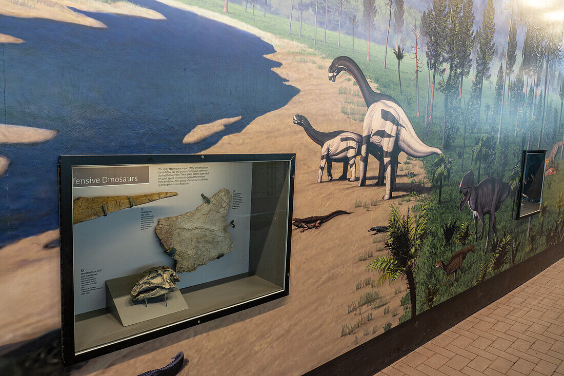 Schwanzstachel und Rückenplatte eines Stegosaurus stenops in der Quarry Exhibit Hall des Dinosaur National Monument, Utah. Außerdem ein Abguss des Schädels eines Dryosaurus altus