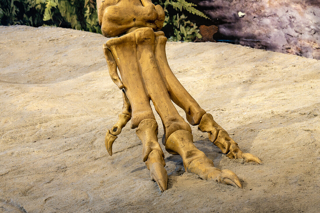 Detail des Klauenfußes eines Allosaurus fragilis in der Quarry Exhibit Hall im Dinosaur National Monument in Utah