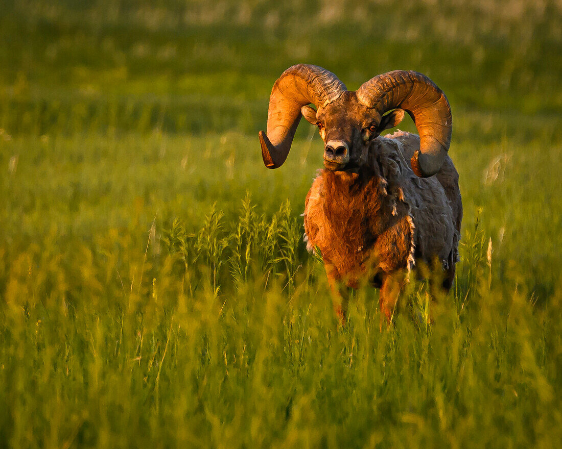 Dickhornschaf-Bock im Badlands National Park, South Dakota