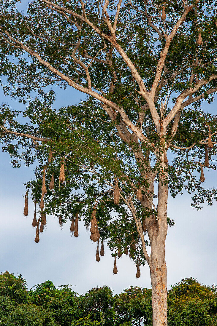 Oropendola bird nests in the Amazon rain forest in the indiana village near Iquitos, Loreto, Peru, South America.