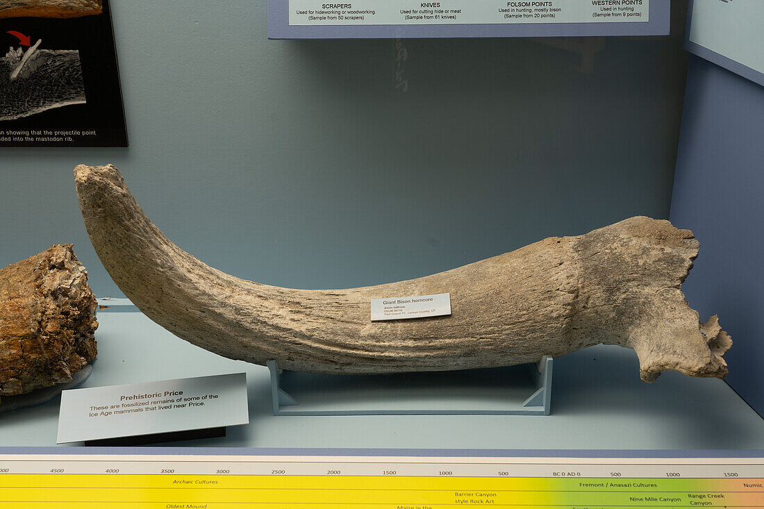 Versteinertes Horn eines Riesenwisents, Bison latifrons, im USU Eastern Prehistoric Museum in Price, Utah