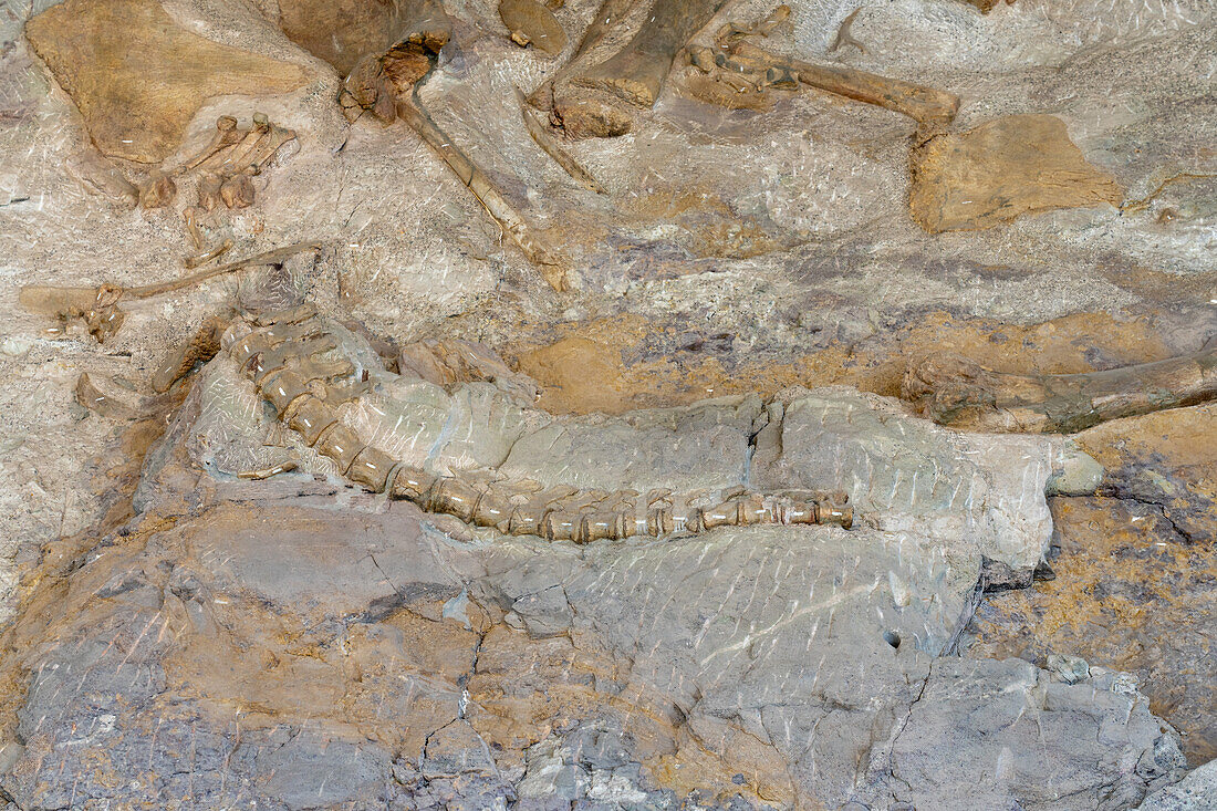 Teilweise ausgegrabene Dinosaurier-Vertabra-Knochen an der "Wall of Bones" (Knochenwand) in der Ausstellungshalle des Steinbruchs, Dinosaur National Monument, Utah