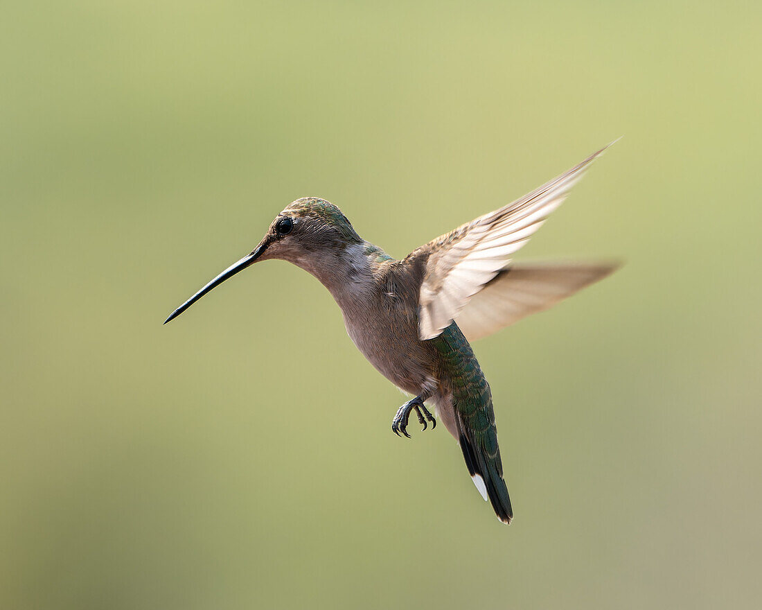A female Black-chinned Hummingbird, Archilochus alexandri, hovering in flight.
