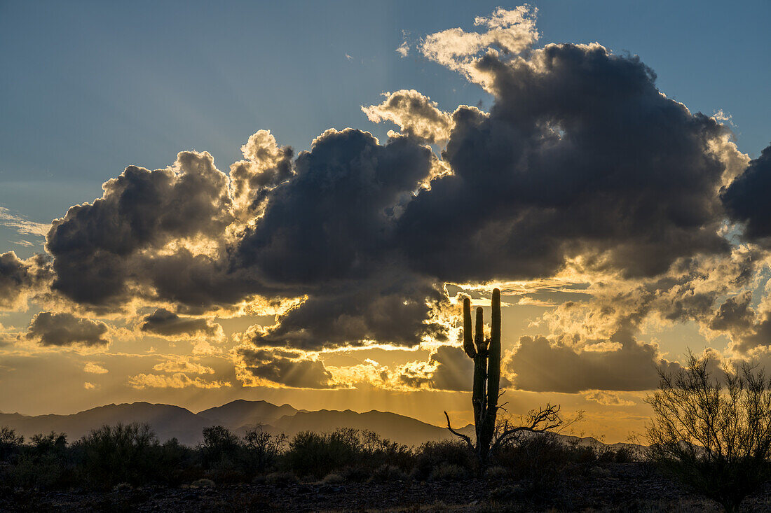 Saguaro-Kaktus und dramatische Wolken über den Dome Rock Mountains vor Sonnenuntergang in der Sonoran-Wüste. Quartzsite, Arizona