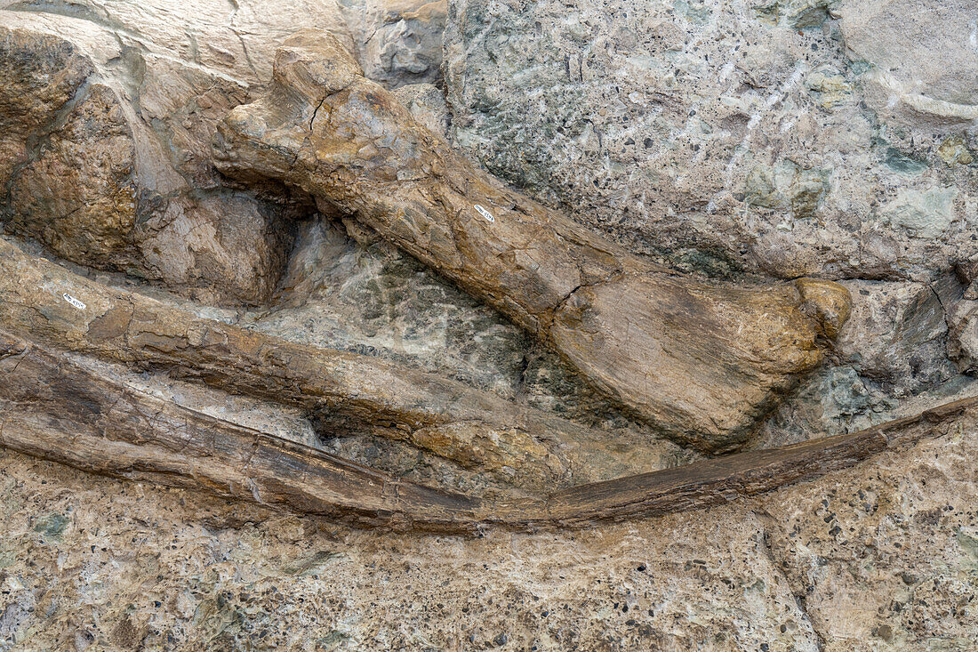 Große, teilweise ausgegrabene Dinosaurierknochen an der Wall of Bones in der Quarry Exhibit Hall, Dinosaur National Monument, Utah