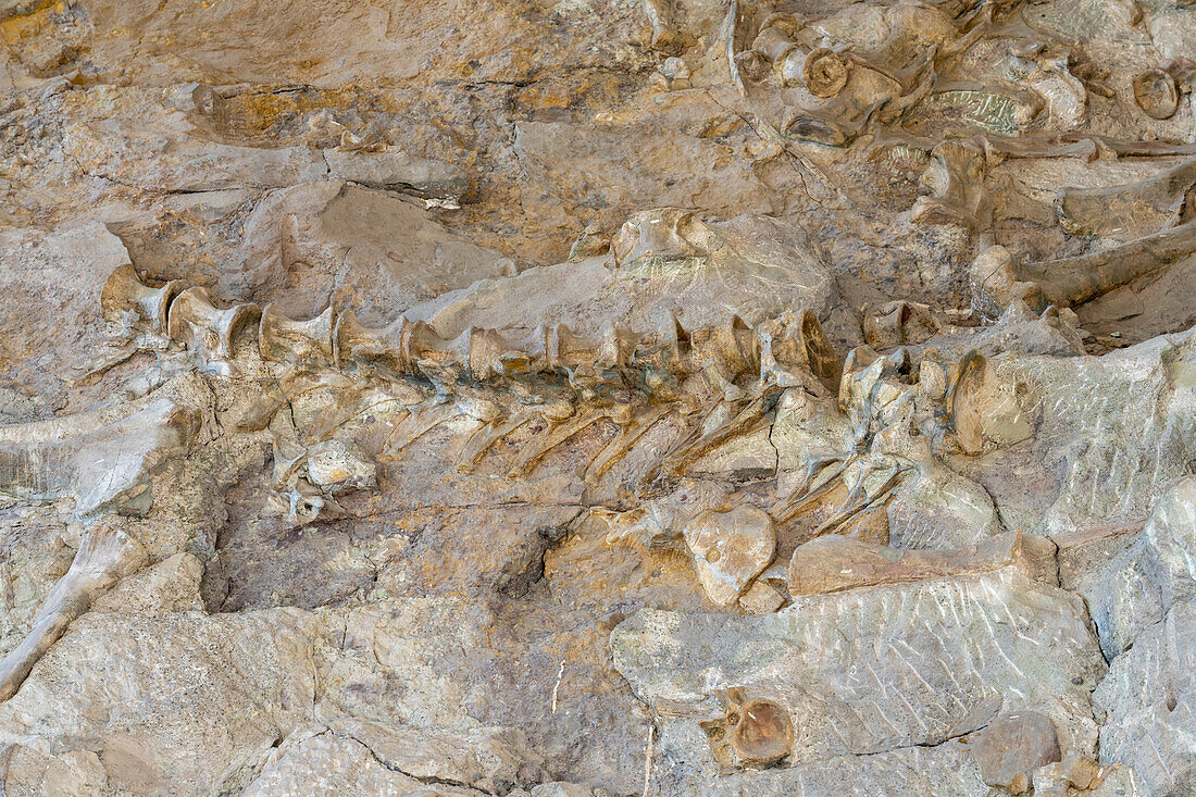 Teilweise ausgegrabene Dinosaurierknochen an der Wall of Bones in der Quarry Exhibit Hall, Dinosaur National Monument, Utah