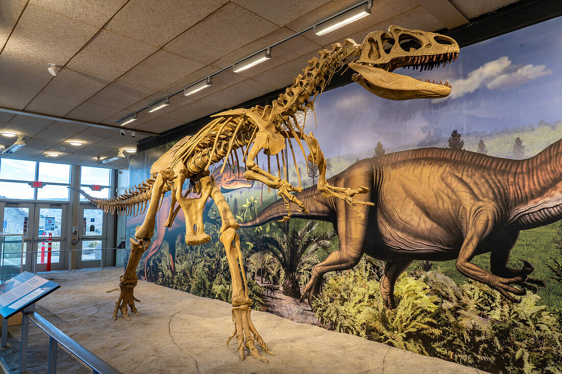 A skeleton cast of an Allosaurus fragilis in the Quarry Exhibit Hall at Dinosaur National Monument in Utah.