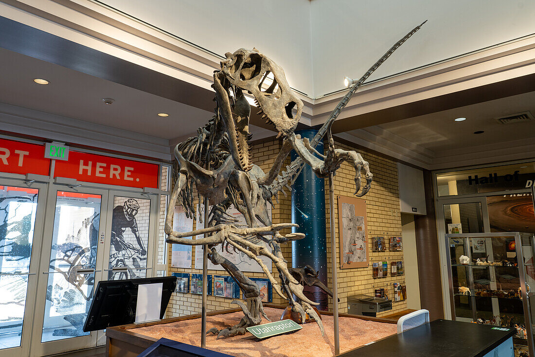 Skelettabguss des Utahraptors, Utahraptor ostrommaysi, im USU Eastern Prehistoric Museum in Price, Utah