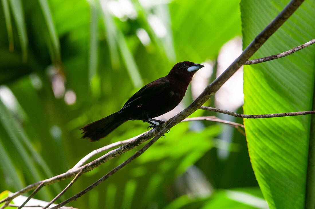 The solitary cacique or solitary black cacique (Cacicus solitarius) is a species of bird in the family Icteridae.
