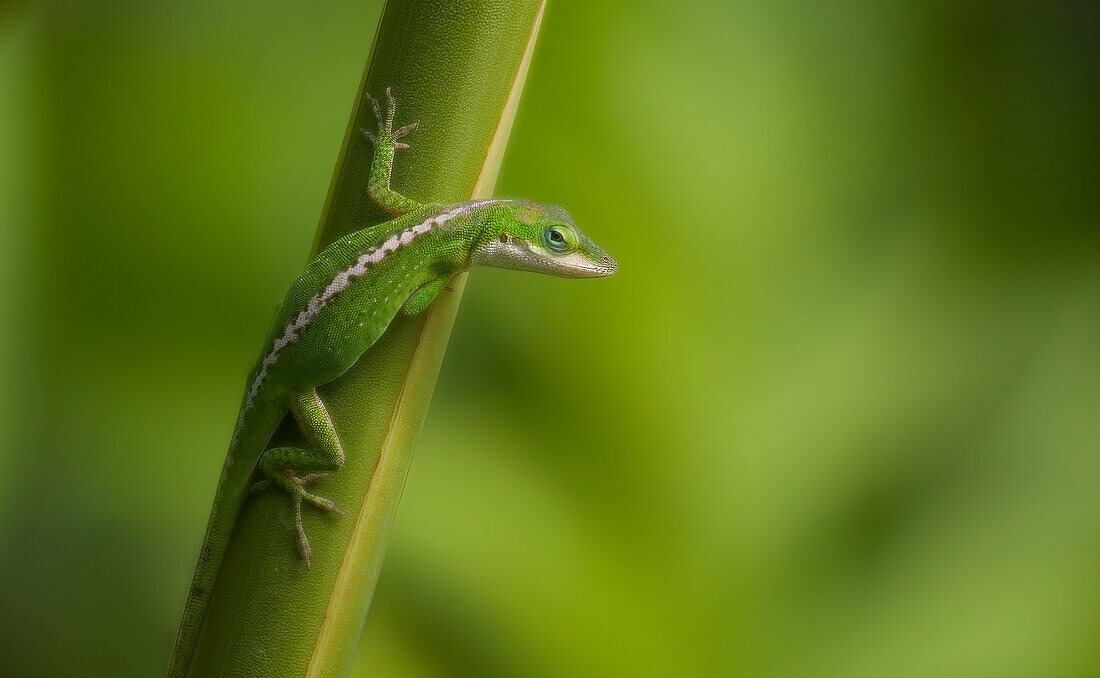 Green Anole Lizard, Maui, Hawaii.