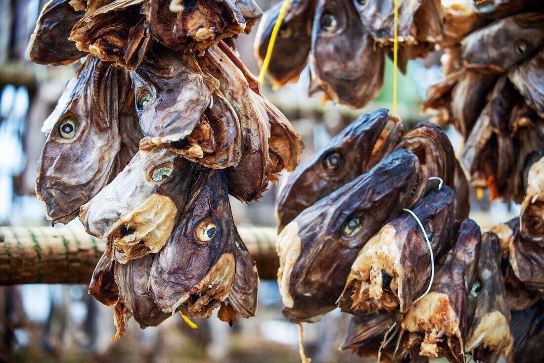 Drying cod to produce traditional stockfish on outdoor A frame racks in Svolvaer in Lofoten Islands in Norway. Stockfish cod is hung up to dry in Ramberg